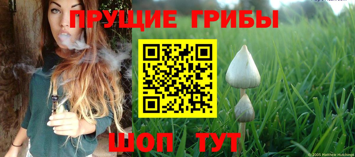 Галлюциногенные грибы Psilocybe Рубцовск